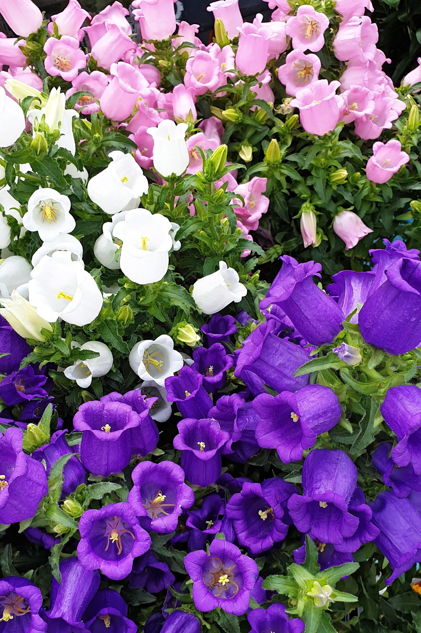 150 Mixed Colors CUP & SAUCER (Canterbury Bells) Campanula Medium Flower Seeds