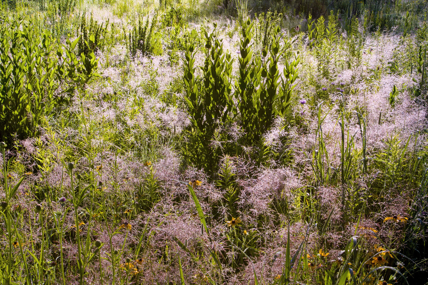 100 PURPLE LOVEGRASS Eragrostis Spectabilis Native Love Grass Flower Seeds