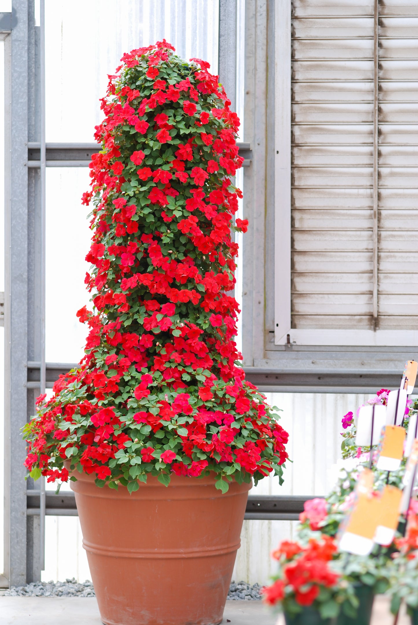 50 DWARF RED IMPATIENS Scarlet Walleriana Sun or Full Shade Flower Seeds