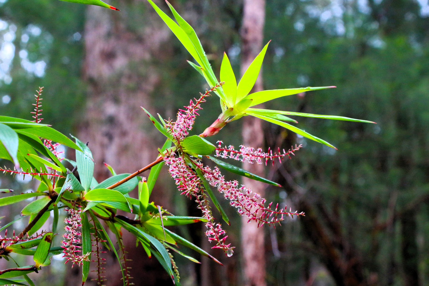 50 TASSELFLOWER Red Pink Leucopogon Verticillatus Tassel Flower Shrub Seeds