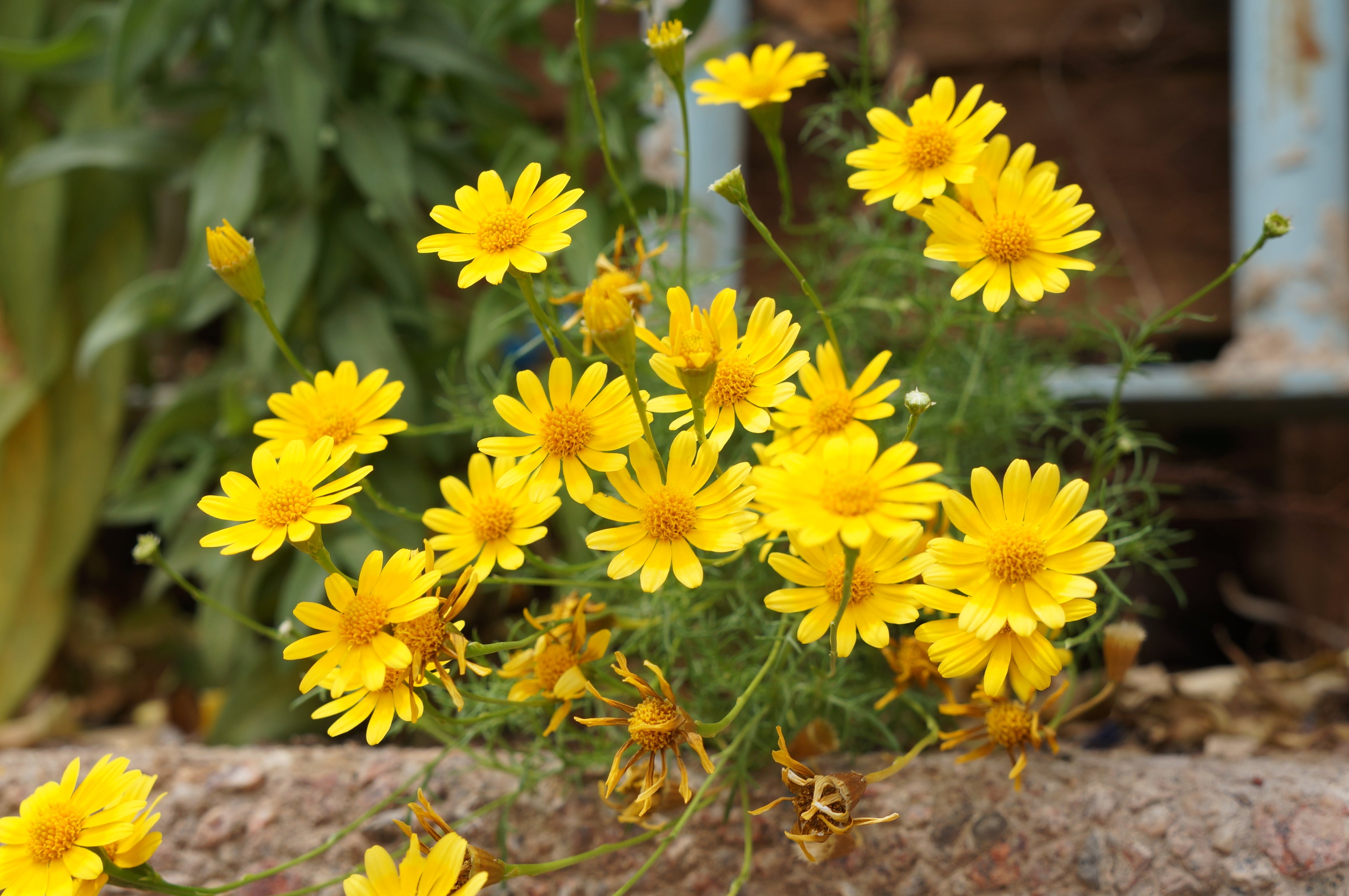 500 YELLOW CHRYSANTHEMUM Flower Seeds – Seedville USA