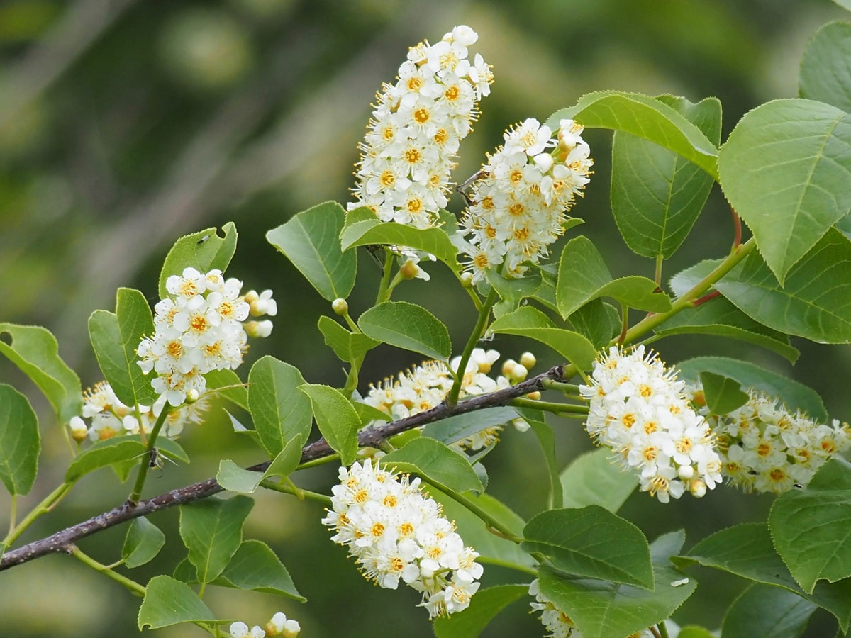 10 Black CHOKECHERRY Prunus Virginiana Native Fruit Shrub Tree Seeds