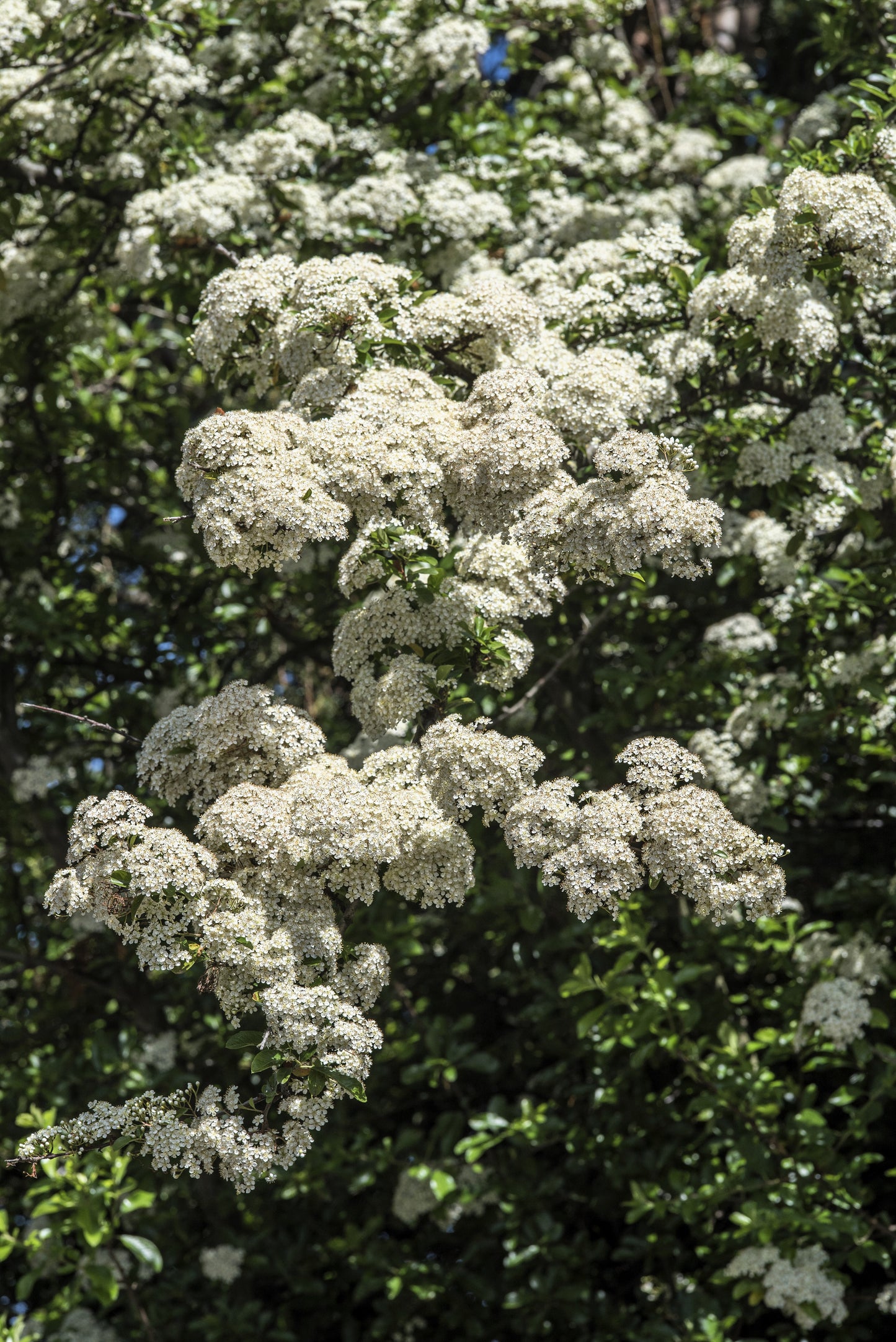 50 White CHINESE SPIREA Spiraea Chinensis Meadowsweet Flower Bush Shrub Seeds