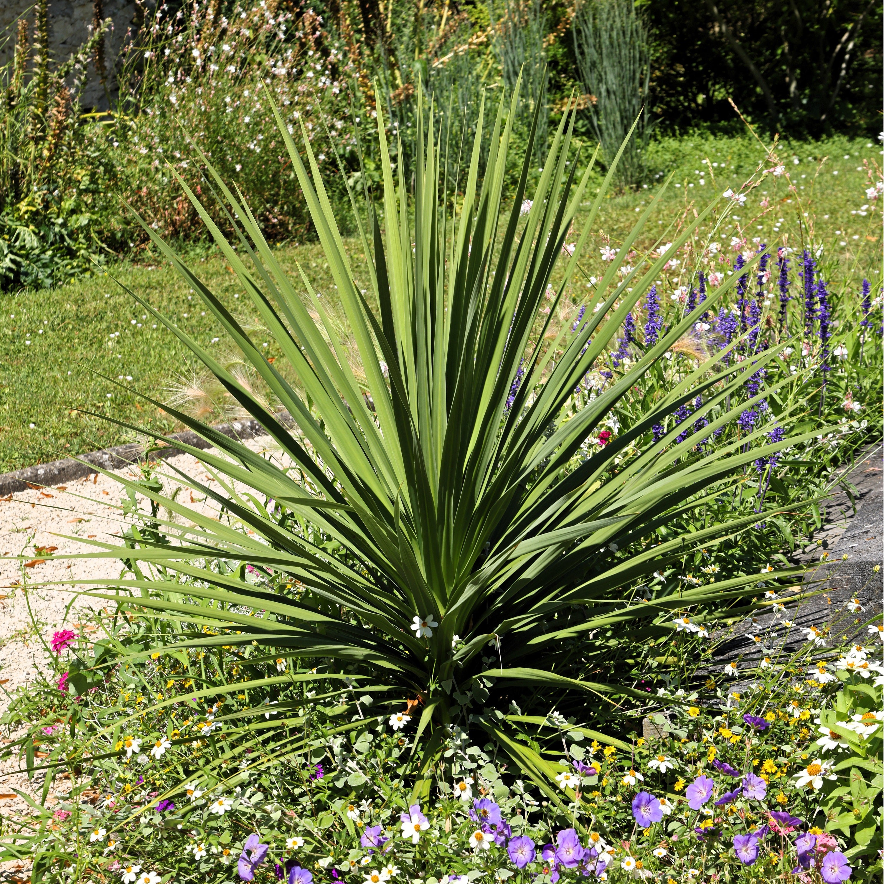 spike dracaena flower 25 BLUE DRACAENA ( Spikes / Broad Leaved Cabbage Tree / Mountain Cabbage ) Cordyline Indivisa Flower Seeds