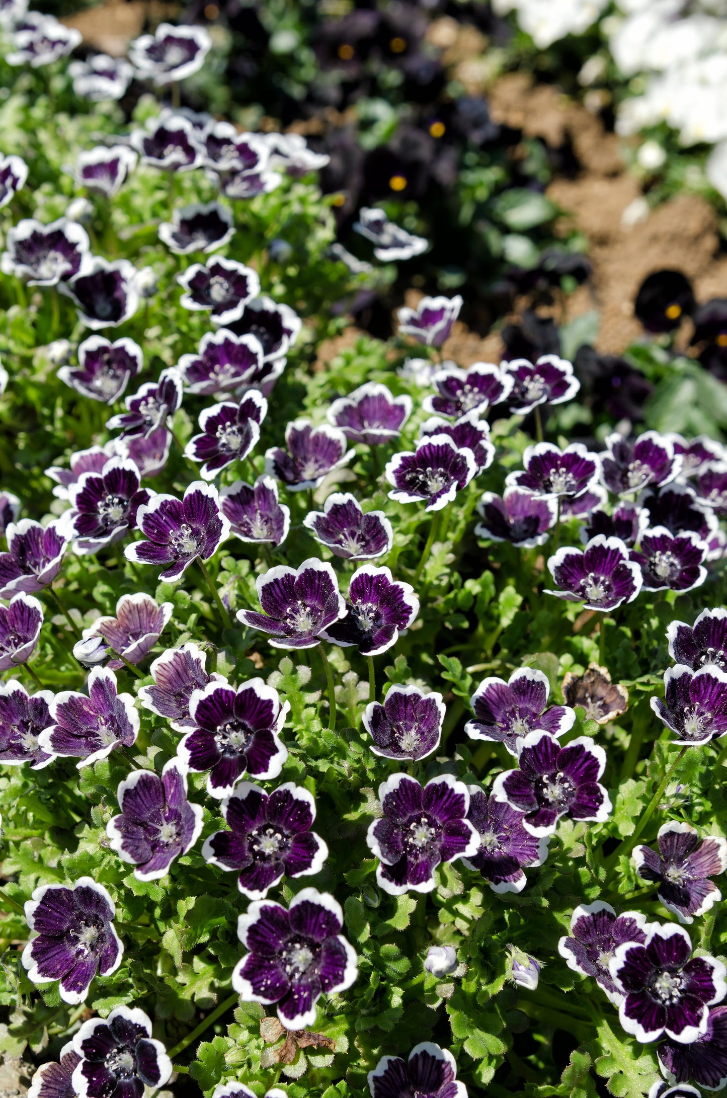 50 PENNIE BLACK - NEMOPHILA Discoidalis Penny White Sun or Shade Flower Seeds