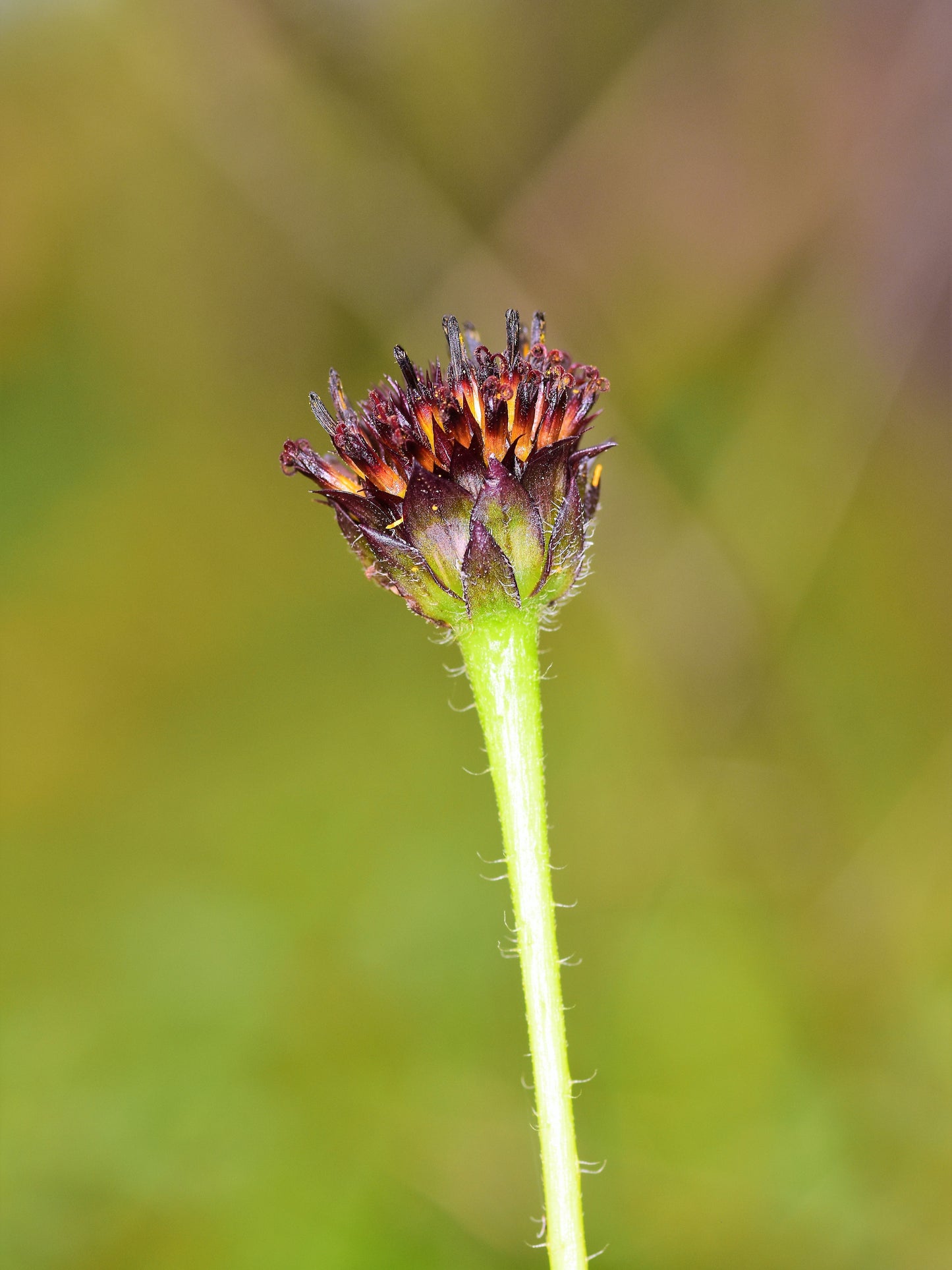 50 RAYLESS SUNFLOWER Helianthus Radula aka Pineland or Stiff Sunflower US Native Yellow Purple Brown Flower Seeds