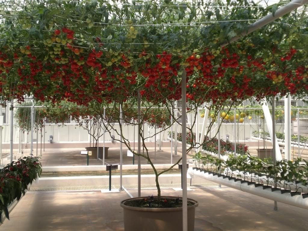1 Oz Bulk ITALIAN TREE TOMATO 'Trip L Crop' Seeds - 1 Ounce = Approx 9500 Seeds