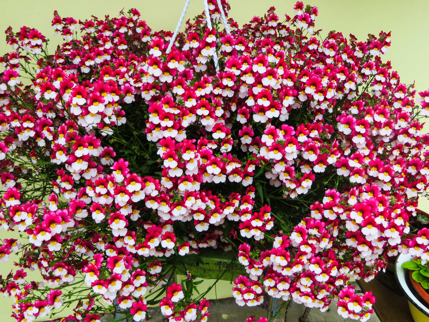 50 RED & WHITE NEMESIA Strumosa Danish Flag Fragrant Bicolor Flower Seeds
