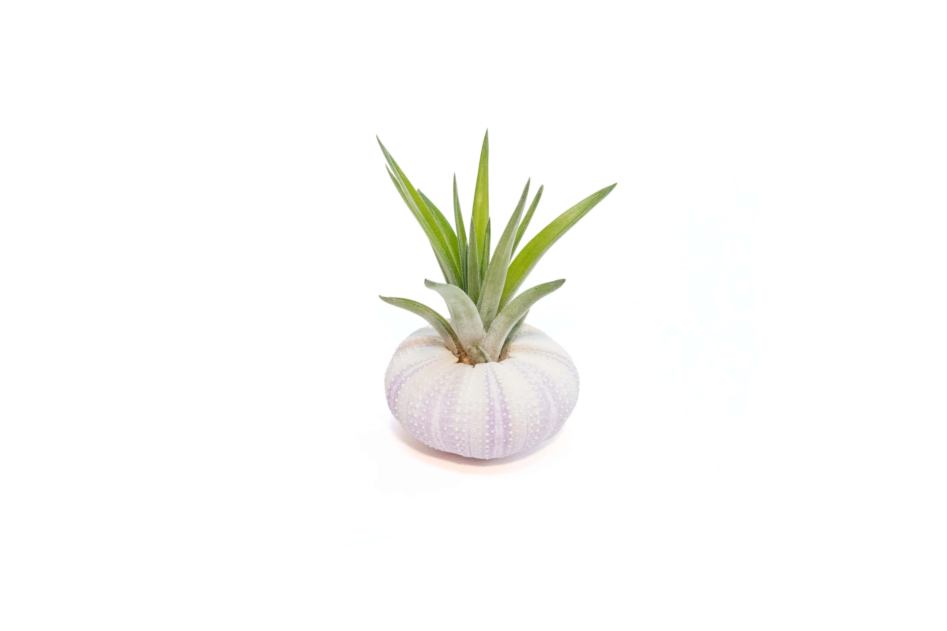 air plant in urchin shell Purple Urchin with Tillandsia Air Plant – Seedville USA