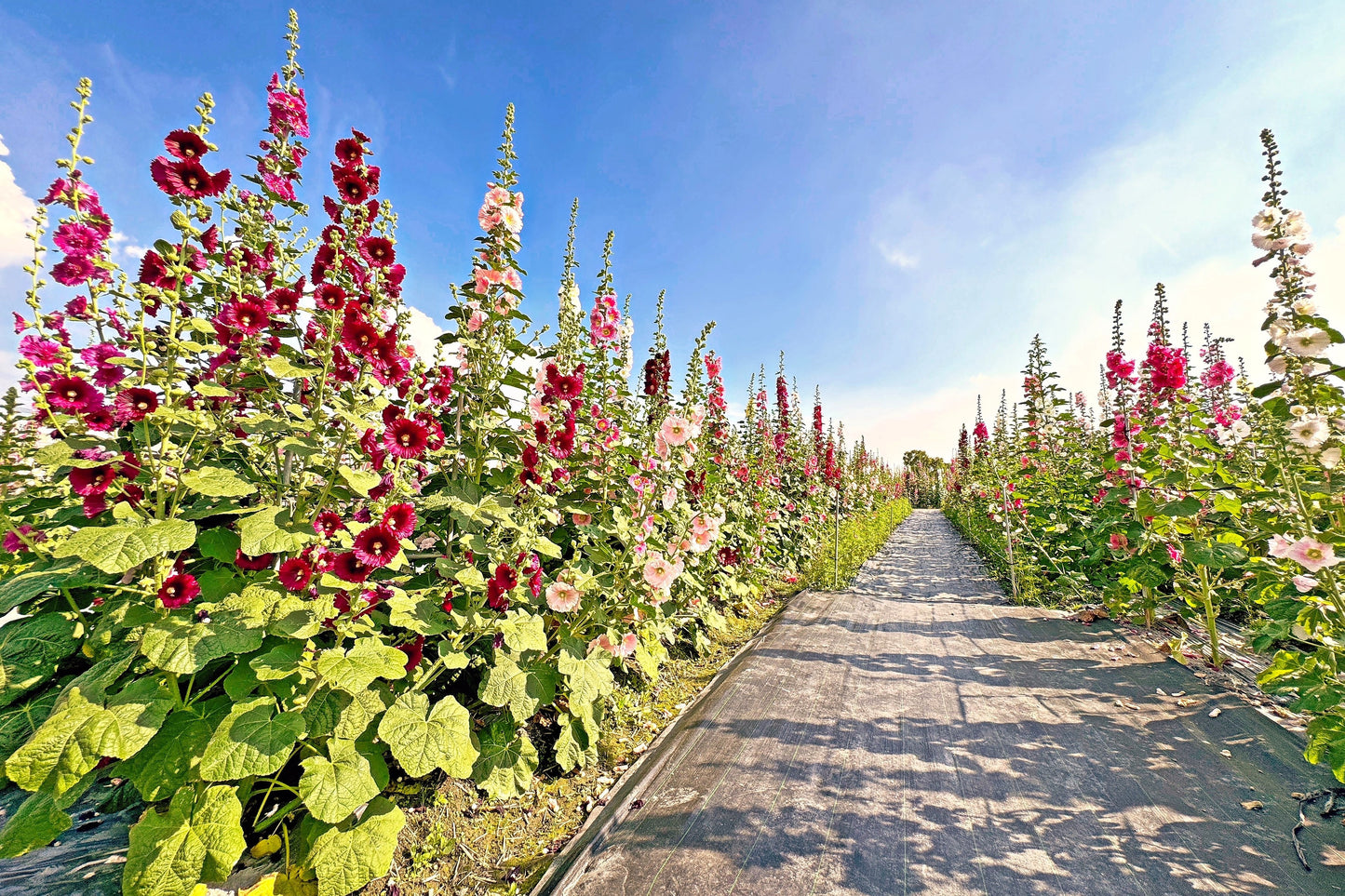 25 MAROON RED HOLLYHOCK Alcea Rosea Flower Seeds Perennial