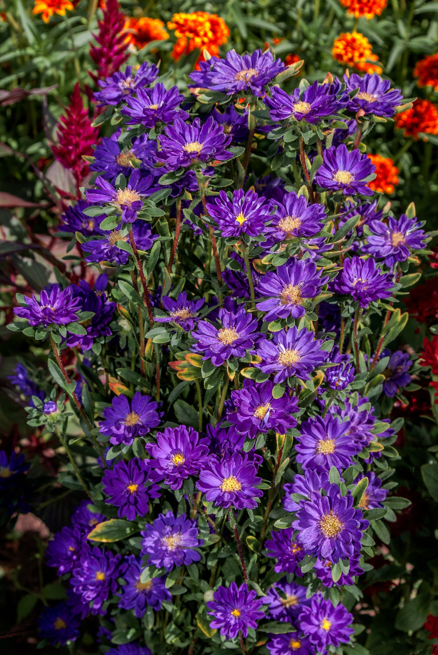 250 MIXED Colors CHINA ASTER Callistephus Chinensis Flower Seeds