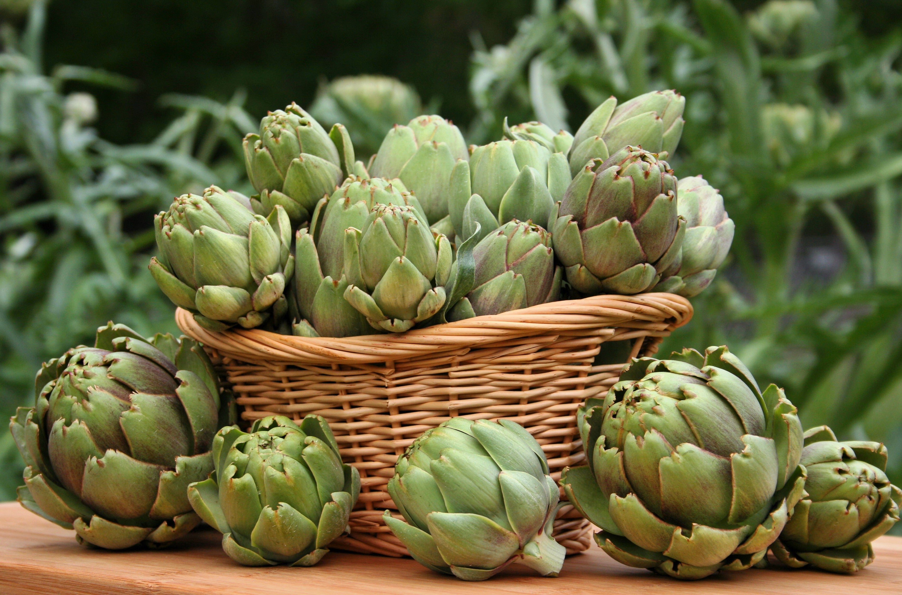 succulents that look like artichokes 75 GREEN GLOBE ARTICHOKE Cynara Scolymus Vegetable Seeds – Seedville USA