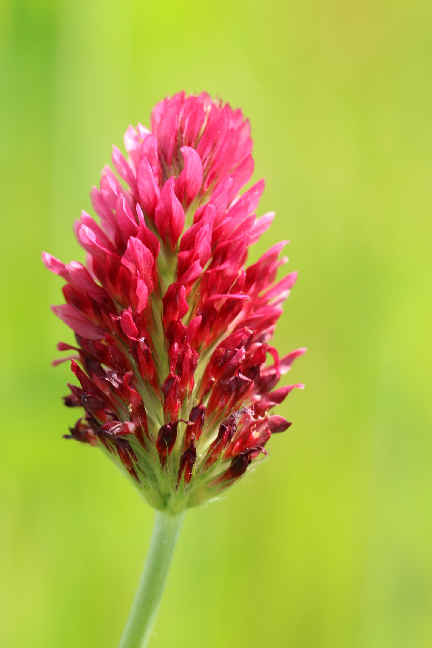 3000 CRIMSON CLOVER (Carnation, French, or Italian Clover) Trifolium Incarnatum Flower Seeds