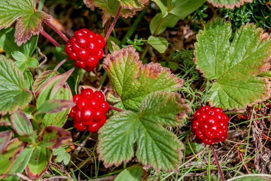 10 ARCTIC RASPBERRY Nagoonberry Rubus Arcticus Red Berry Fruit Bramble Seeds