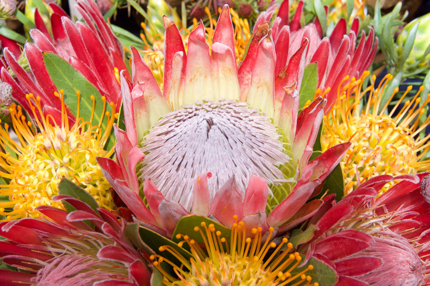 5 SUGARBUSH PROTEA Repens Yellow & Pink Huge Flower Seeds