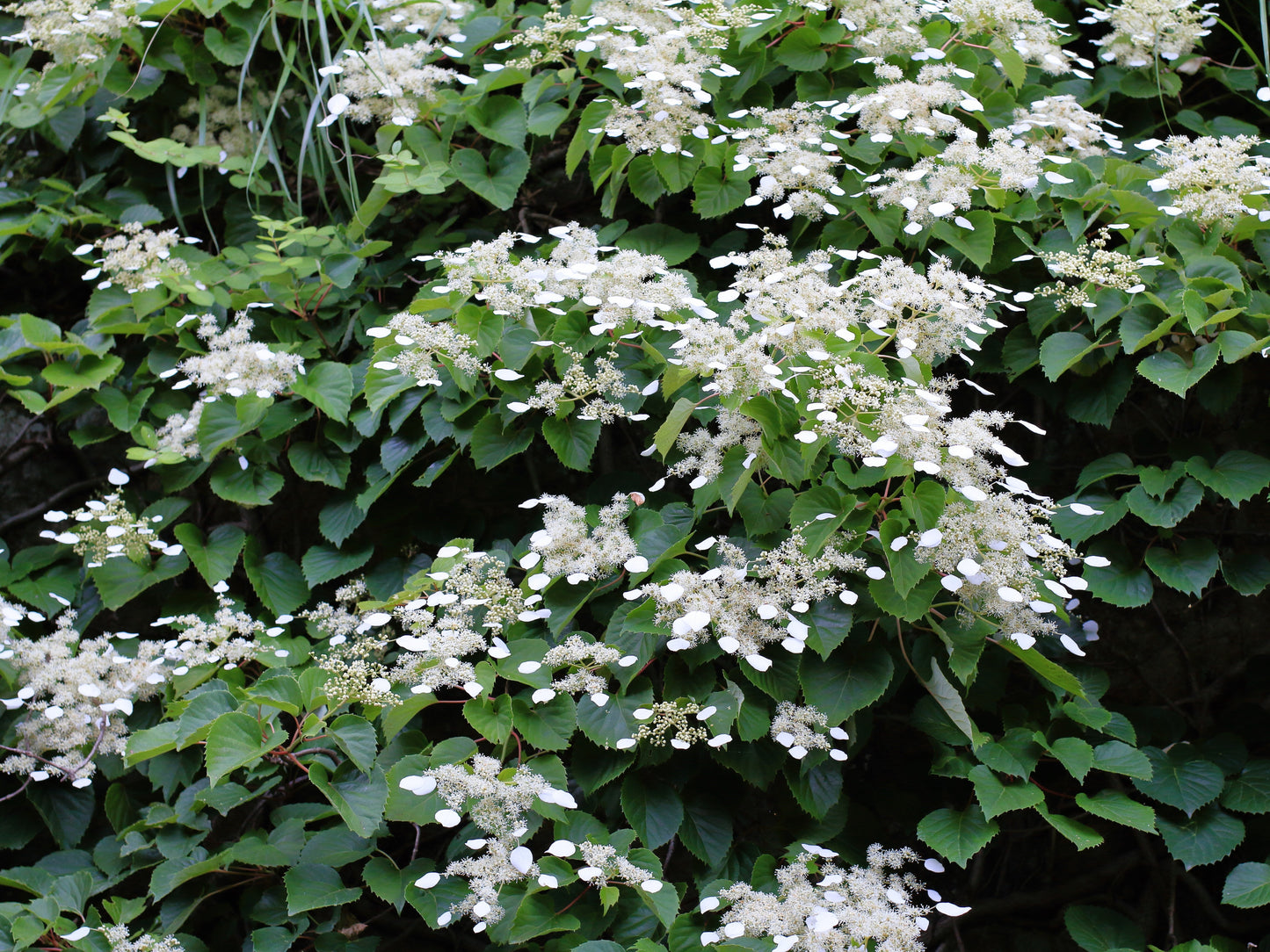 50 JAPANESE HYDRANGEA VINE White Flower Schizophragma Hydrangeoides Seeds
