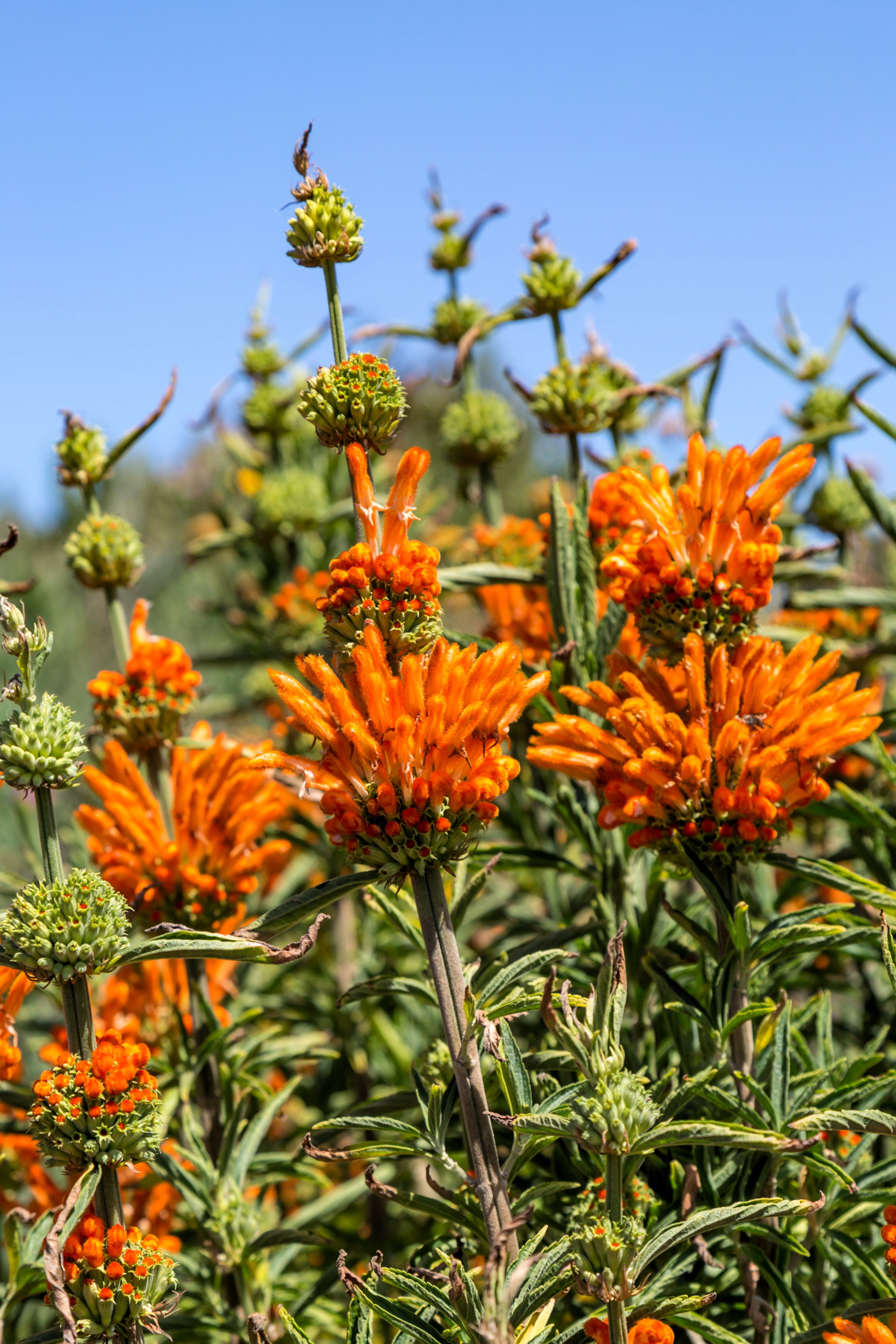 lion's ear plant seeds 25 KLIP DAGGA (Lions Ear / Lions Tail / Wild Klip Dagga) Leonotis Nepetifolia Flower Seeds
