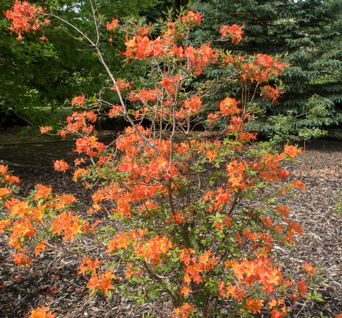 30 Orange FLAME AZALEA Rhododendron Calendulaceum Bush Shrub Flower Seeds
