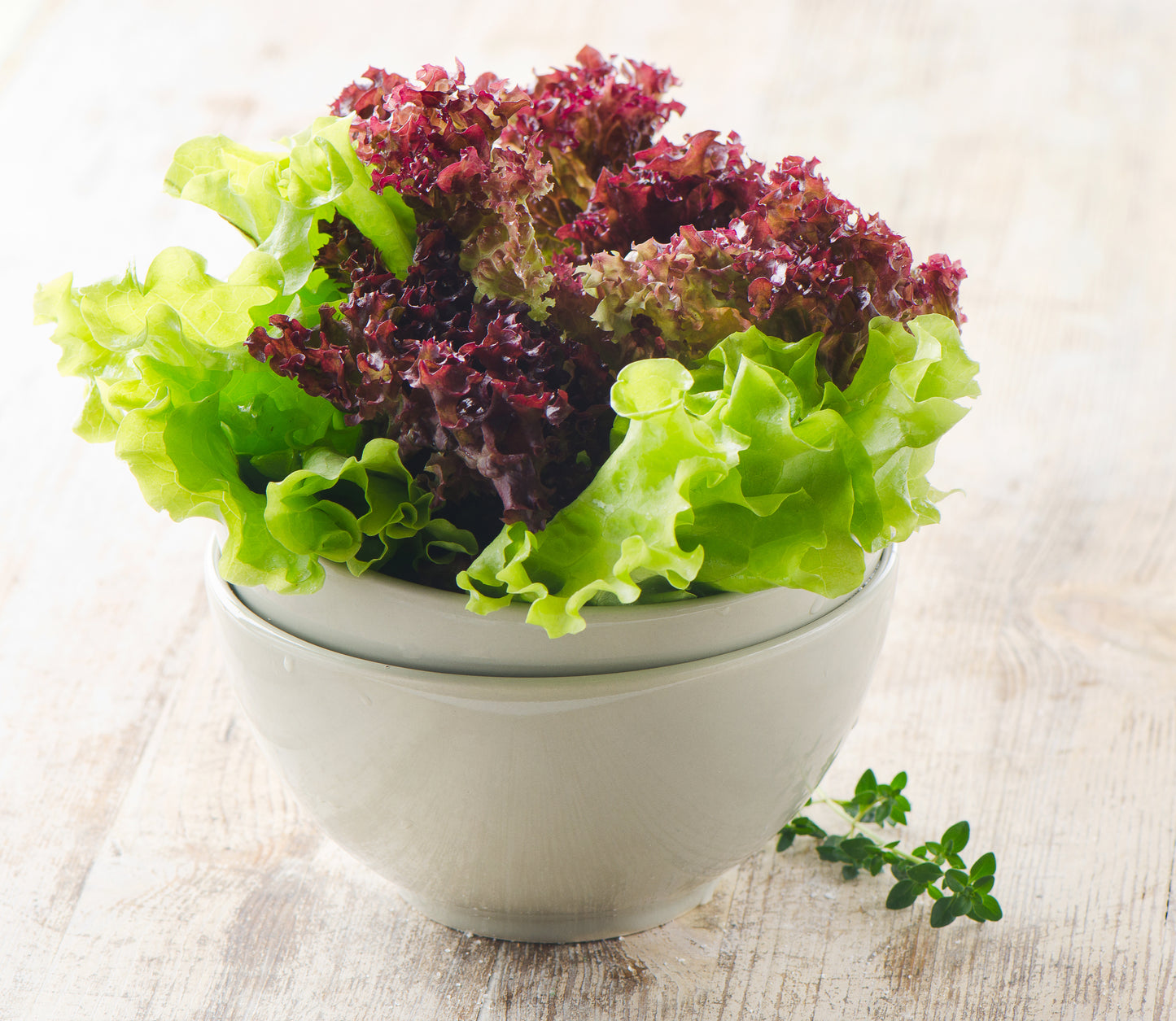 3000 Leaf Lettuce RED SALAD BOWL Lactuca Sativa Vegetable Seeds