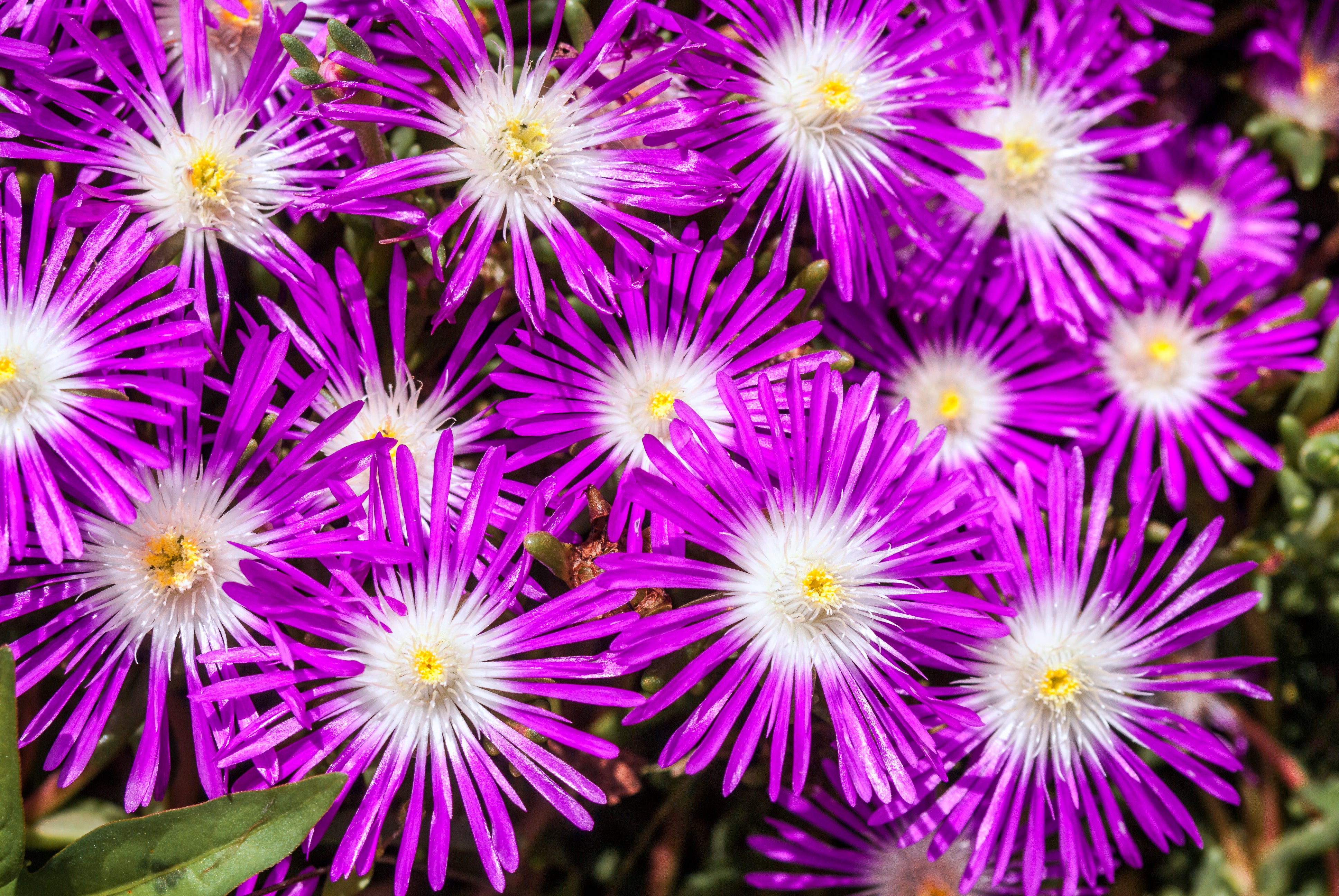 purple ice plant seeds 25 STARDUST ICE PLANT Mesembryanthemum Delosperma Floribunda Perennial Purple & White Flower Seeds