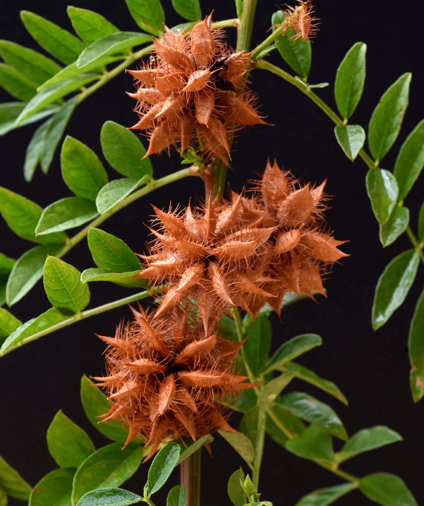 10 COMMON LICORICE Liquorice Glycyrrhiza Glabra Herb Purple Flower Seeds