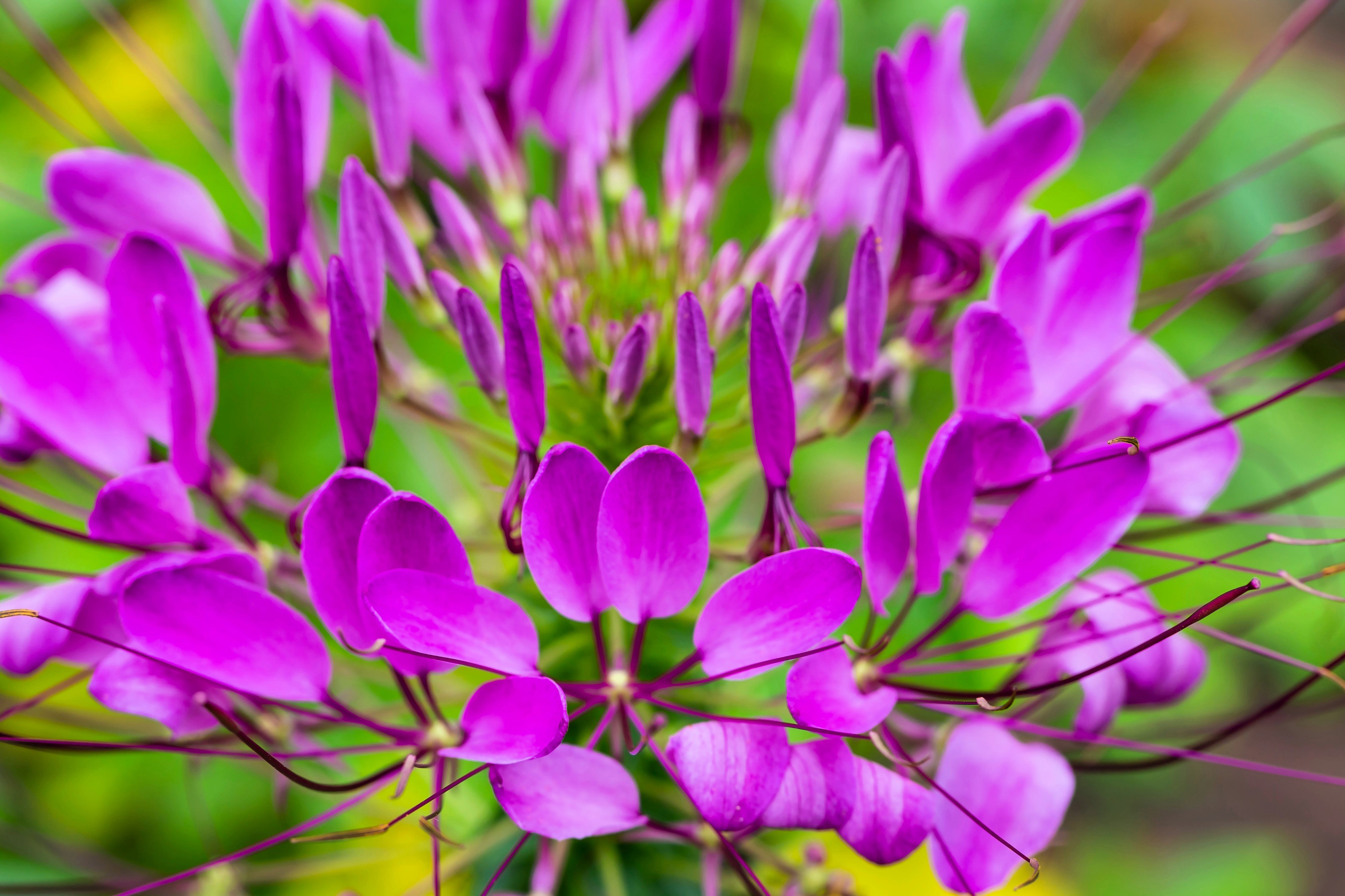 perennial spider plant with purple flowers 100 VIOLET QUEEN CLEOME Hassleriana Cleome Spinosa Purple Spider Flower Seeds