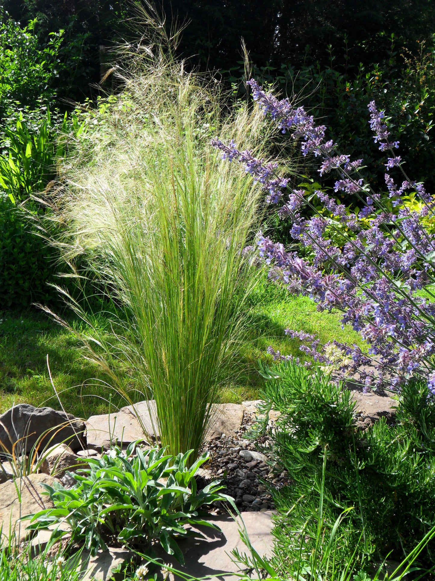 25 MEXICAN FEATHER GRASS Pony Tails Ornamental Stipa Tenuissima Nassella Seeds Wind Whisp