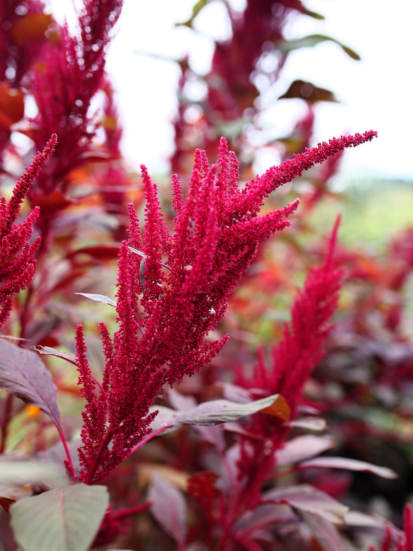 500 RED GARNET AMARANTH Amaranthus Tricolor Vegetable Flower Seeds