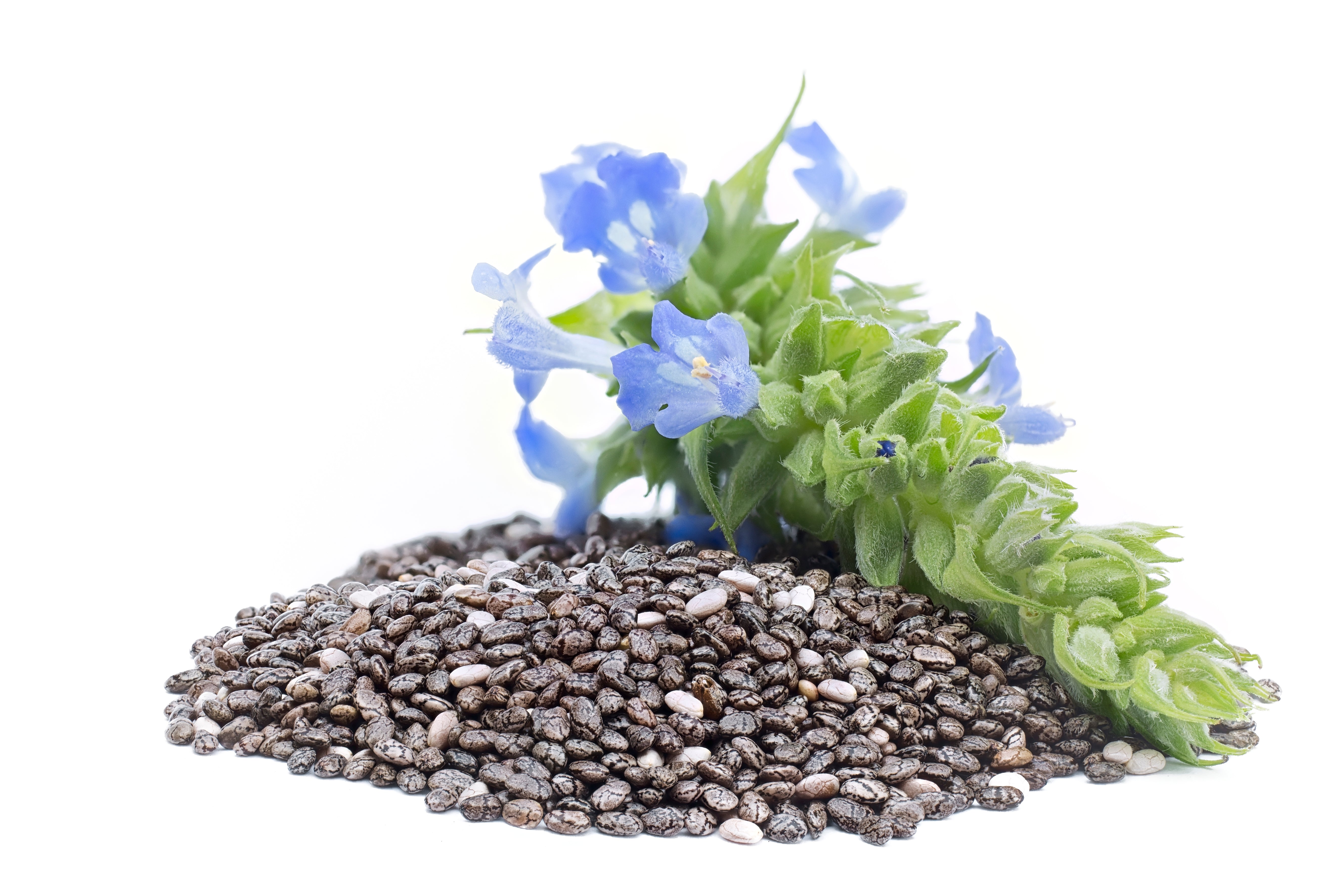 salvia hispanica seeds for planting 1000 CHIA SAGE / SALVIA Salvia Hispanica Flower Seeds