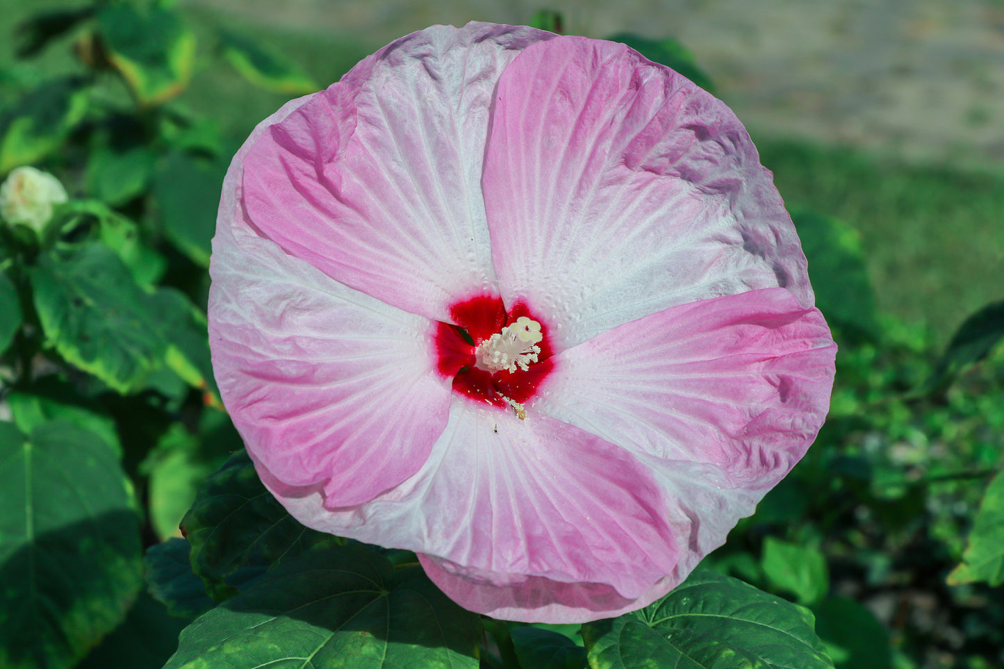 10 Luna PINK SWIRL Hardy HIBISCUS Moscheutos Flower Seeds