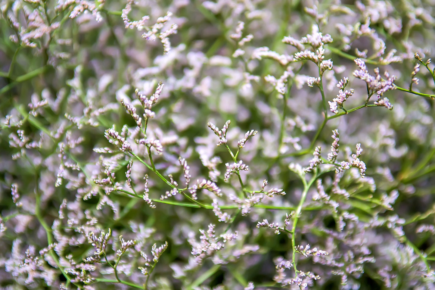 30 GERMAN STATICE White Sea Lavender Goniolimon Tataricum Limonium Flower Seeds
