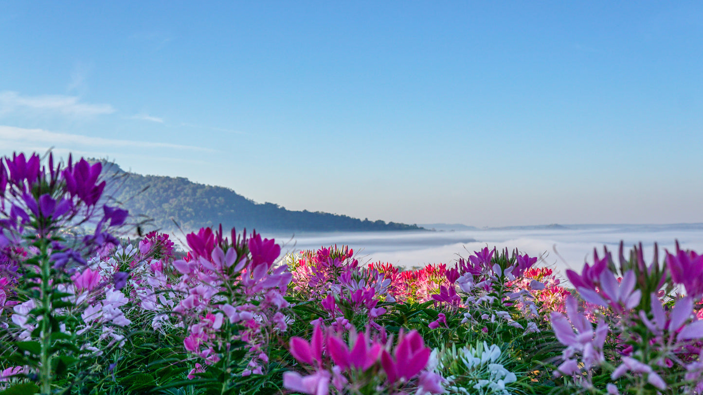 250 MIXED Colors QUEEN CLEOME (Spider Flower) Cleome Hassleriana Cleome Spinosa Flower Seeds