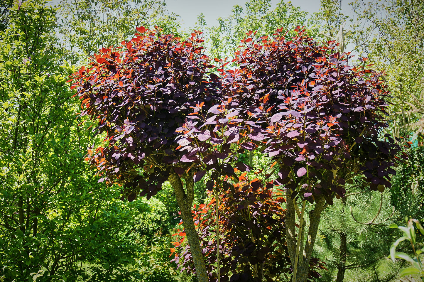 30 PURPLE SMOKE TREE Shrub Smokebush Cotinus Coggygria Rhus Cotinus Sumach Seeds