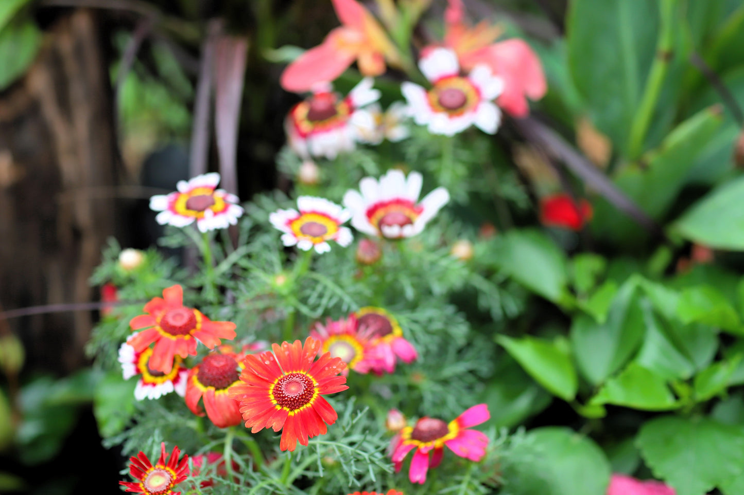 250 TRICOLOR PAINTED DAISY (Pyrenthrum Daisy) Chrysanthemum Carinatum Flower Seeds