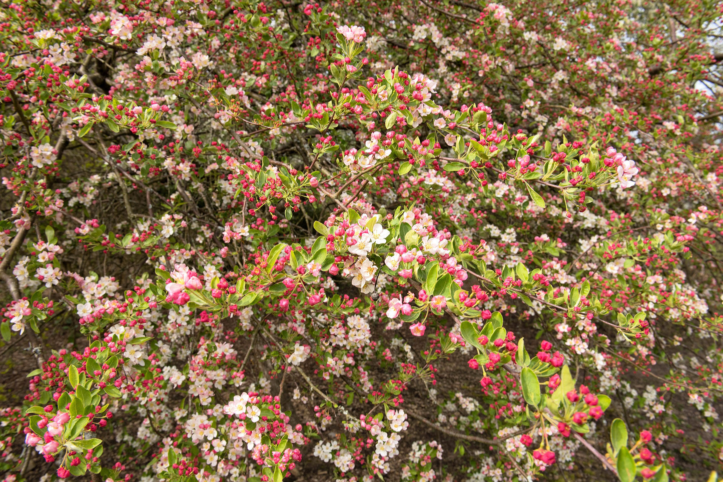 30 Sargent CRAB APPLE Shrub Hummingbird Flower White Red Malus Sargentii Seeds