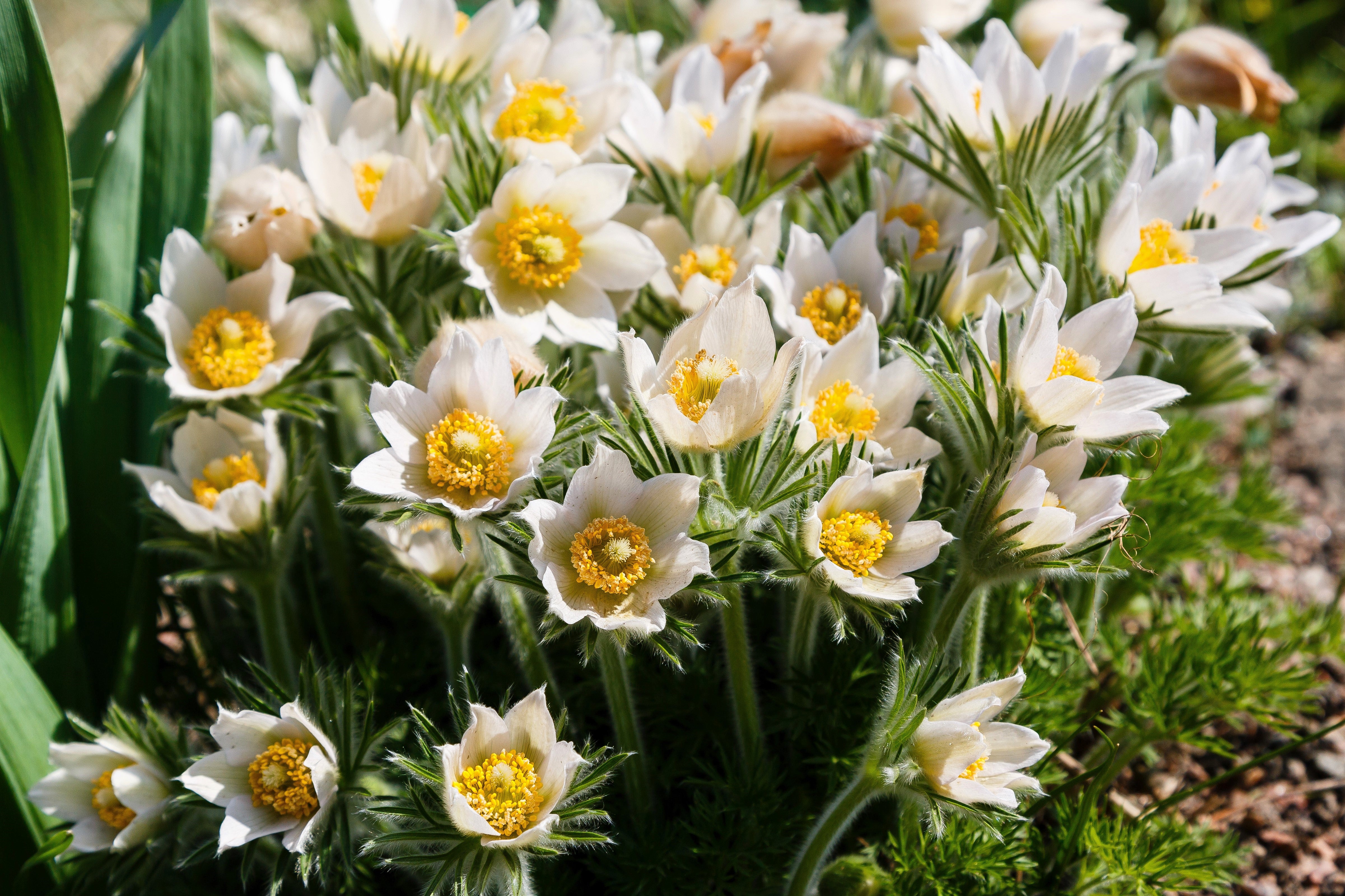 pasque flower from seed 25 WHITE ANEMONE Pulsatilla Vulgaris PASQUE flower Seeds – Seedville USA