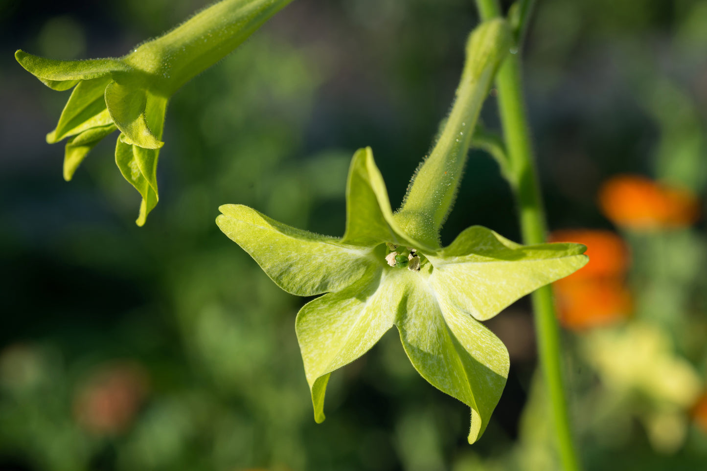100 LIME GREEN NICOTIANA Alata Flowering Tobacco Seeds