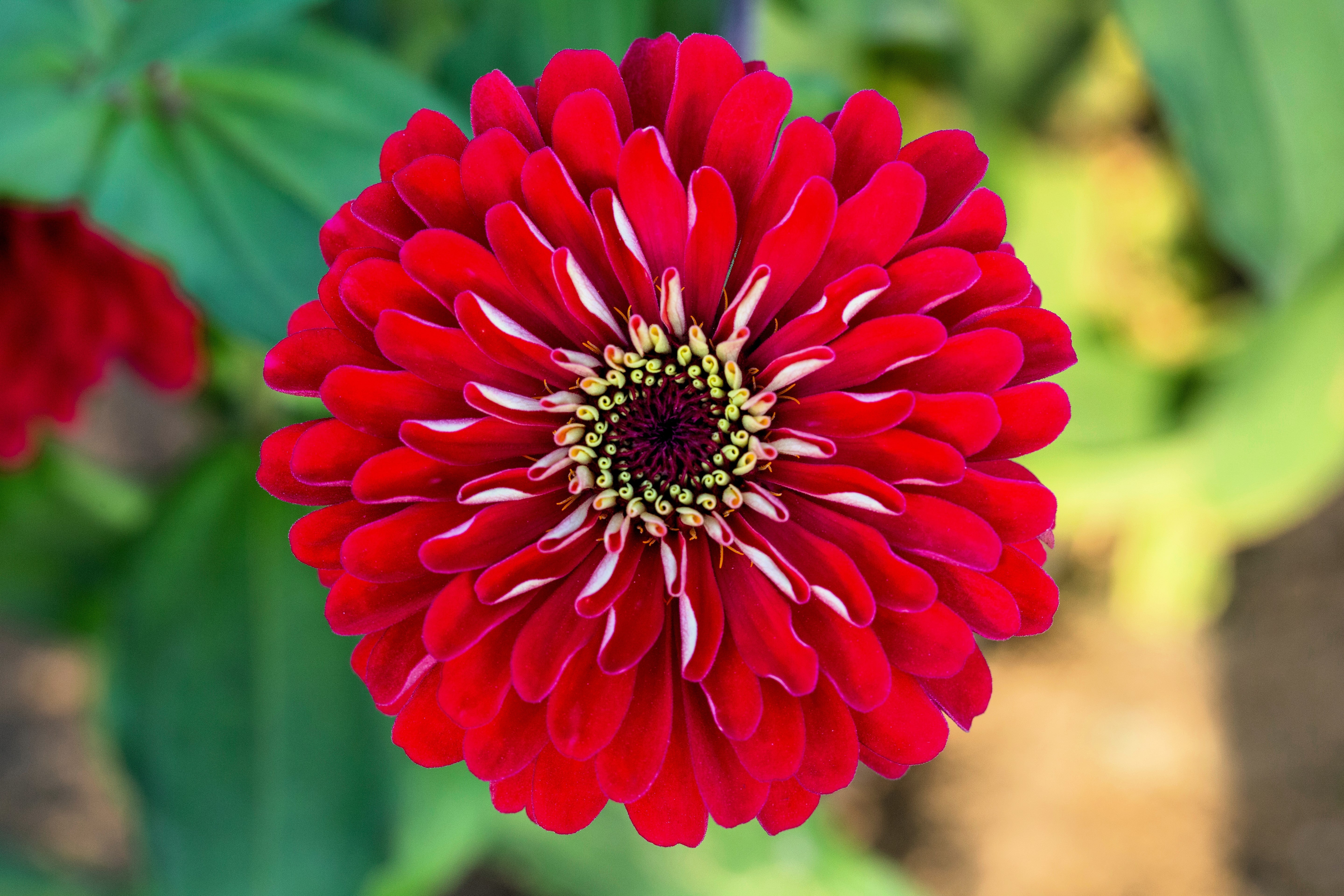 250 Red CHERRY QUEEN ZINNIA Elegans Flower Seeds – Seedville USA