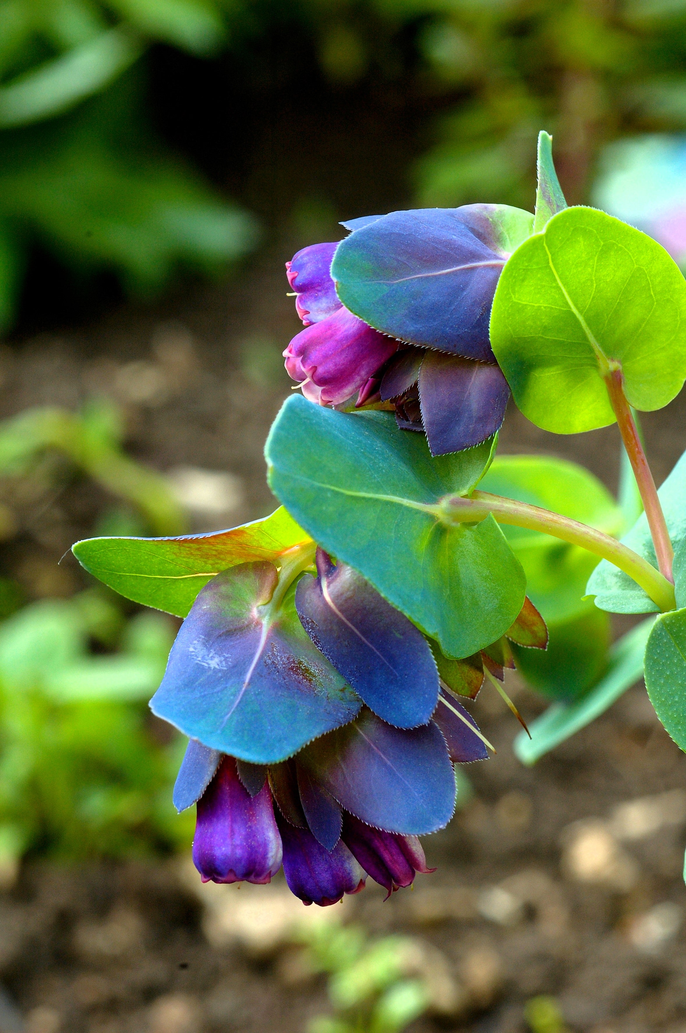 red shrimp plant seeds 10 BLUE SHRIMP PLANT / Honeywort Cerinthe Major Flower Seeds – Seedville USA