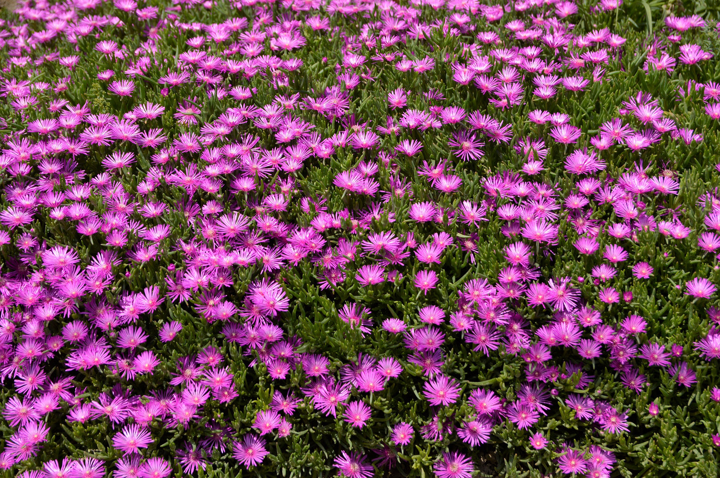 25 Table Mountain ICE PLANT Magenta Fuchsia Delosperma Cooperi Hardy Pink Carpet Flower Seeds