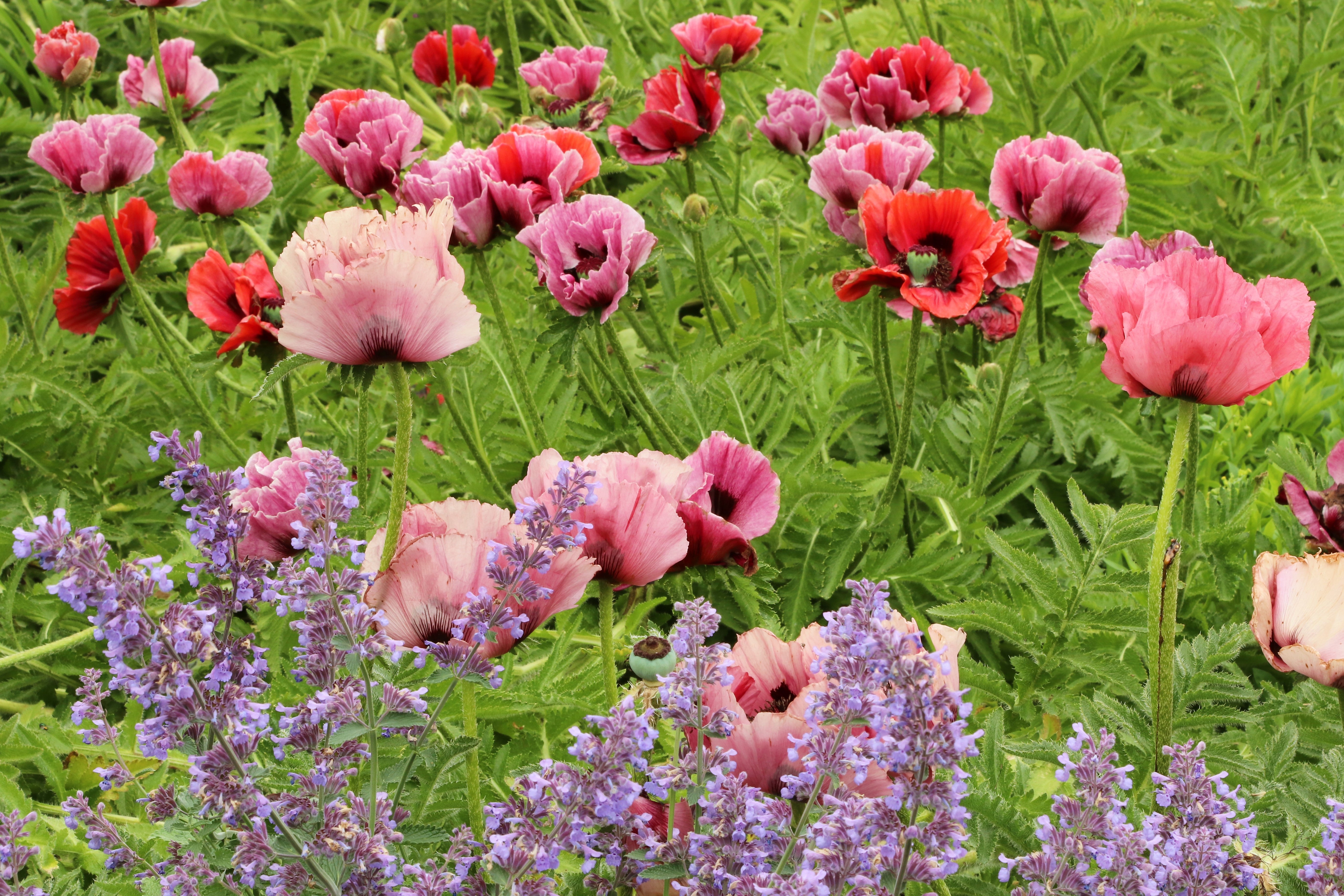 1000 MIXED Colors ORIENTAL POPPY Papaver Orientale Flower Seeds – Seedville  USA
