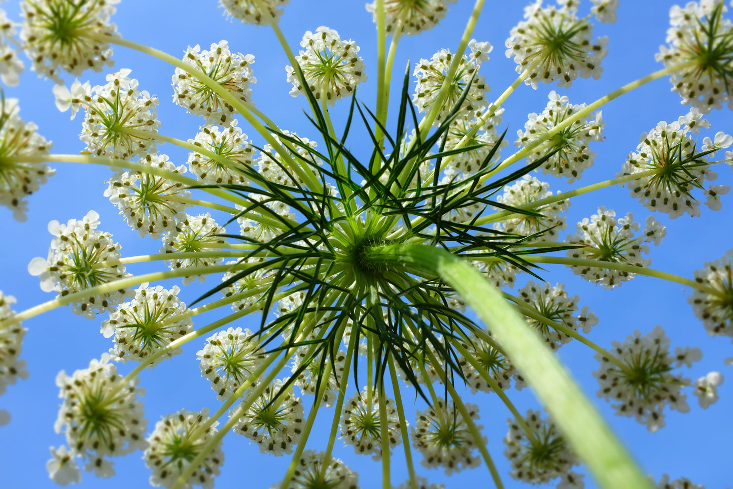 1500 IMPERATOR 58 CARROT Daucus Carota Seeds