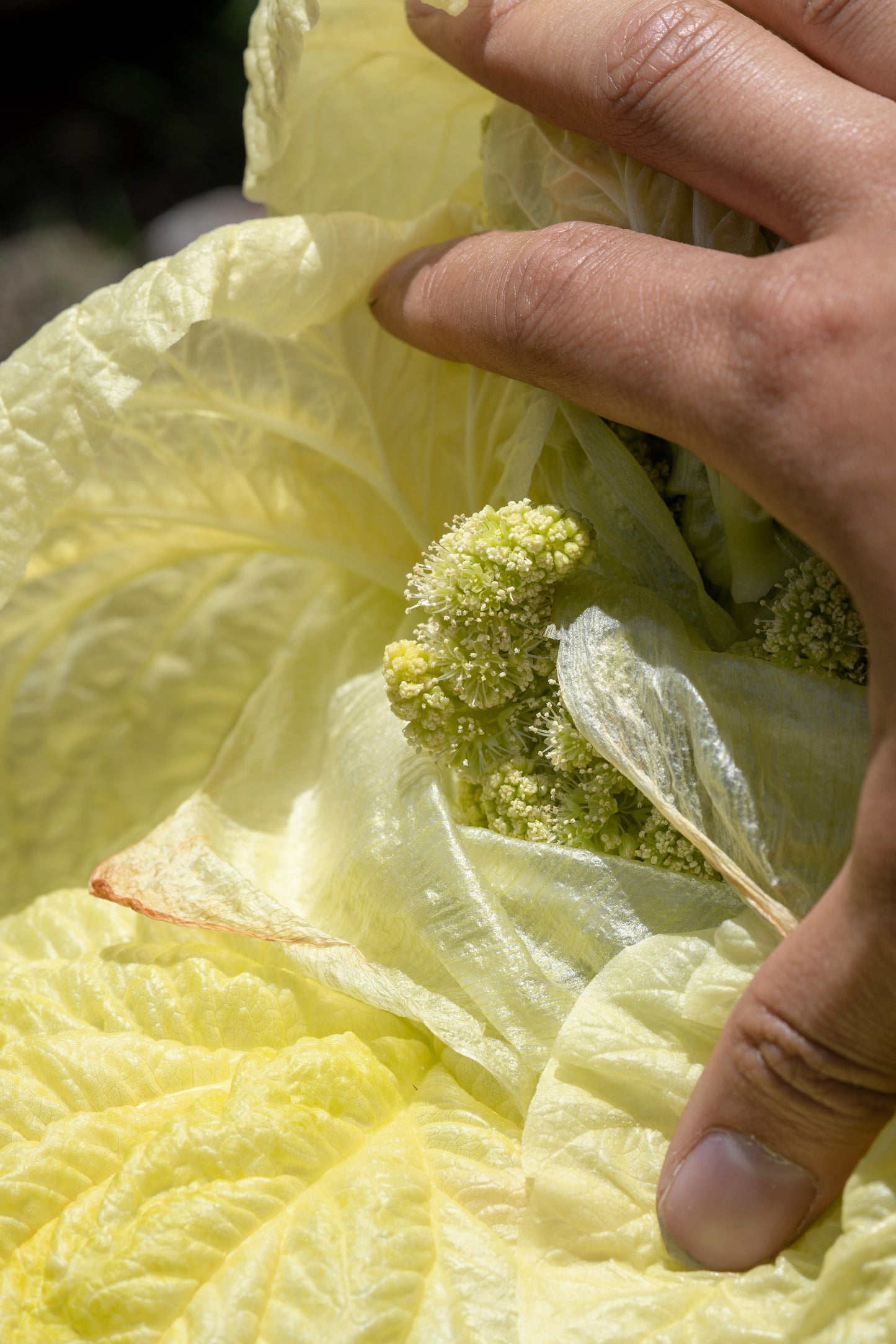 5 NOBLE RHUBARB Rheum Nobile Ornamental Sikkim Himalayan Glasshouse Plant Seeds