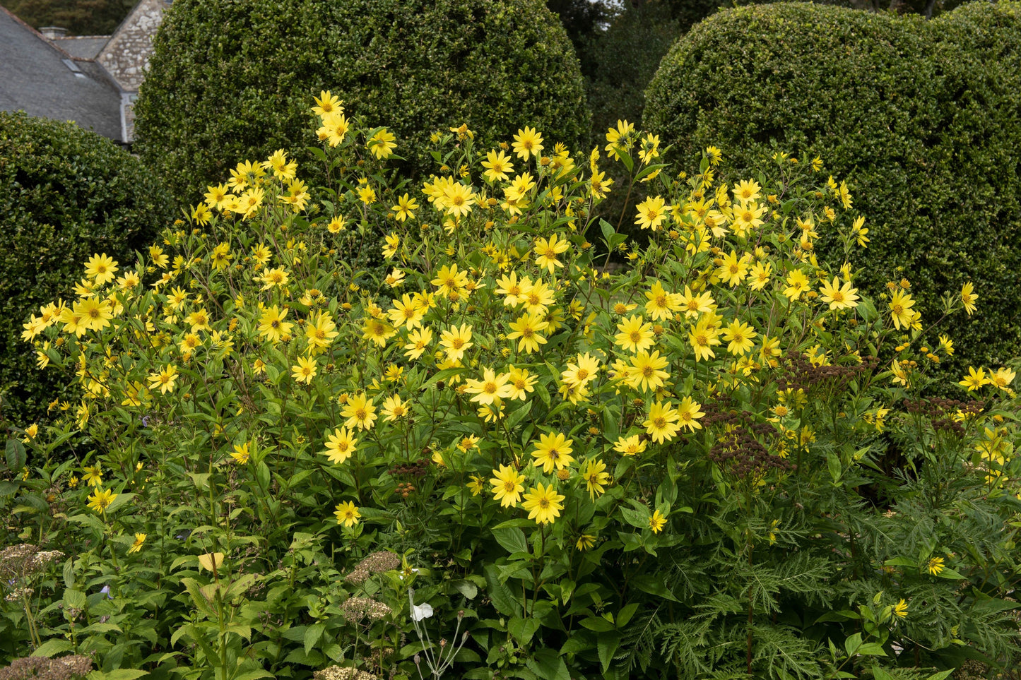 50 LEMON QUEEN SUNFLOWER Perennial Helianthus Yellow Flower Seeds