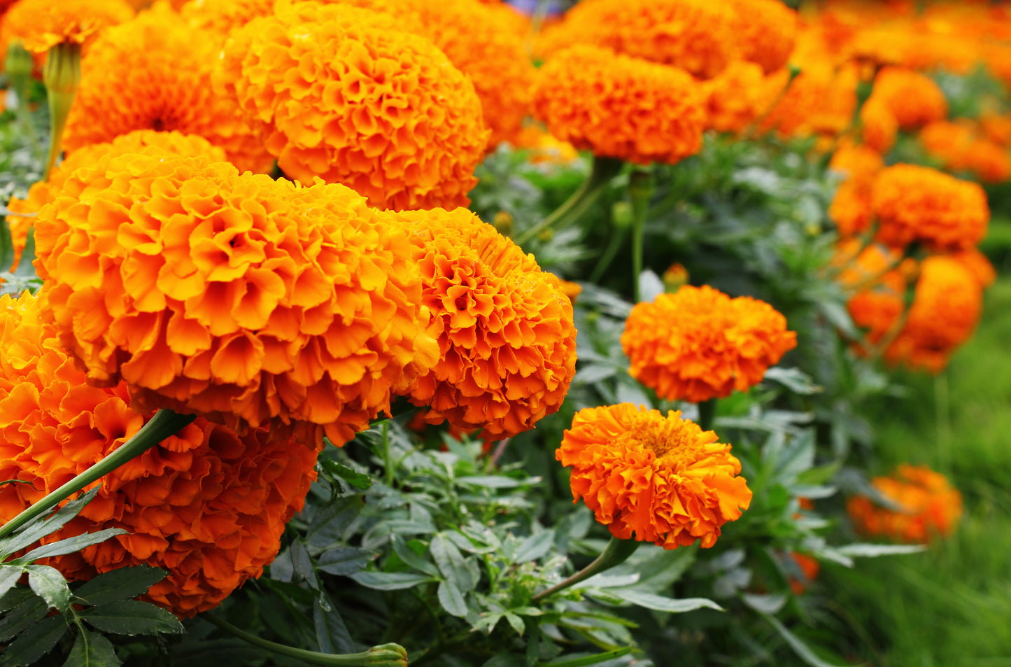 250 AFRICAN MARIGOLD CRACKERJACK Mixed Color Tagetes Erecta Flower Seeds