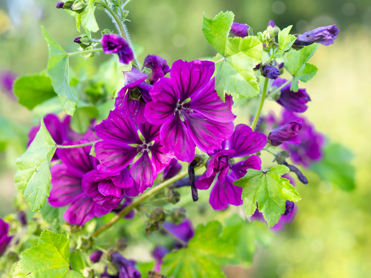 20 MAURITIAN MALVA Mallow Malva sylvestris var. mauritania Flower Seeds