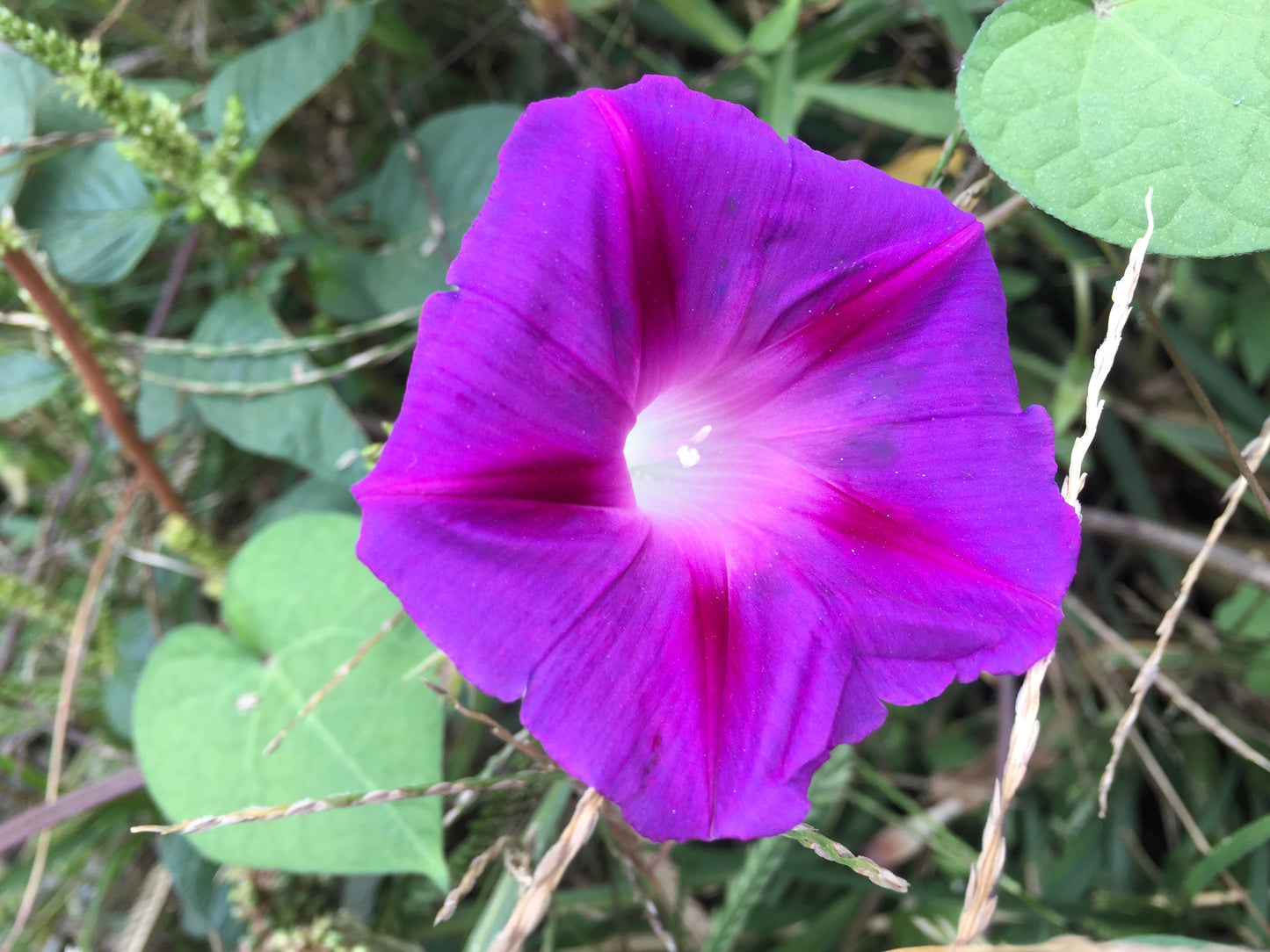 100 GRANDPA OTT MORNING GLORY Ipomoea Purpurea Flower Vine Seeds