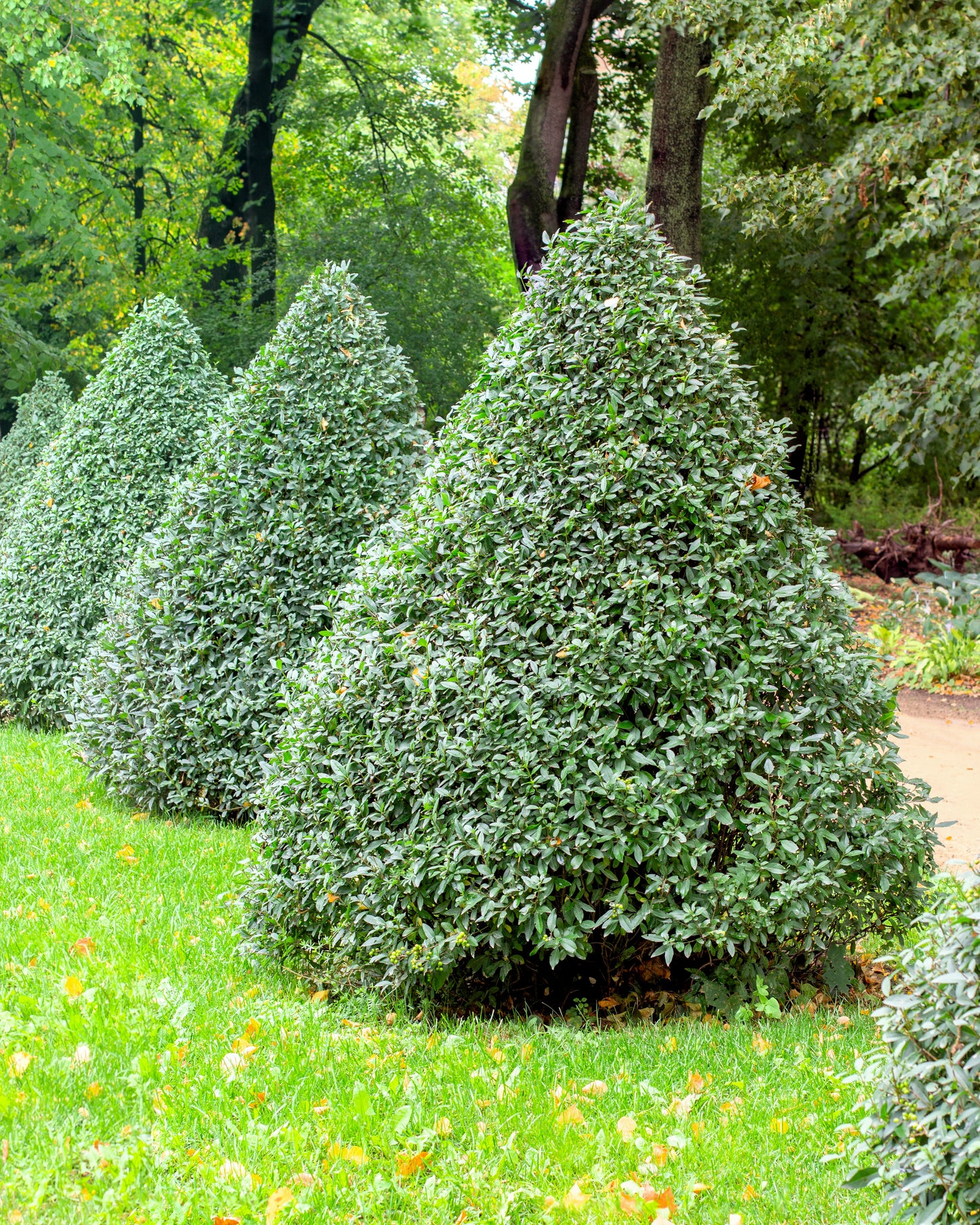 35 EUROPEAN PRIVET HEDGE Common Wild Ligustrum Vulgare Flower Shrub Seeds