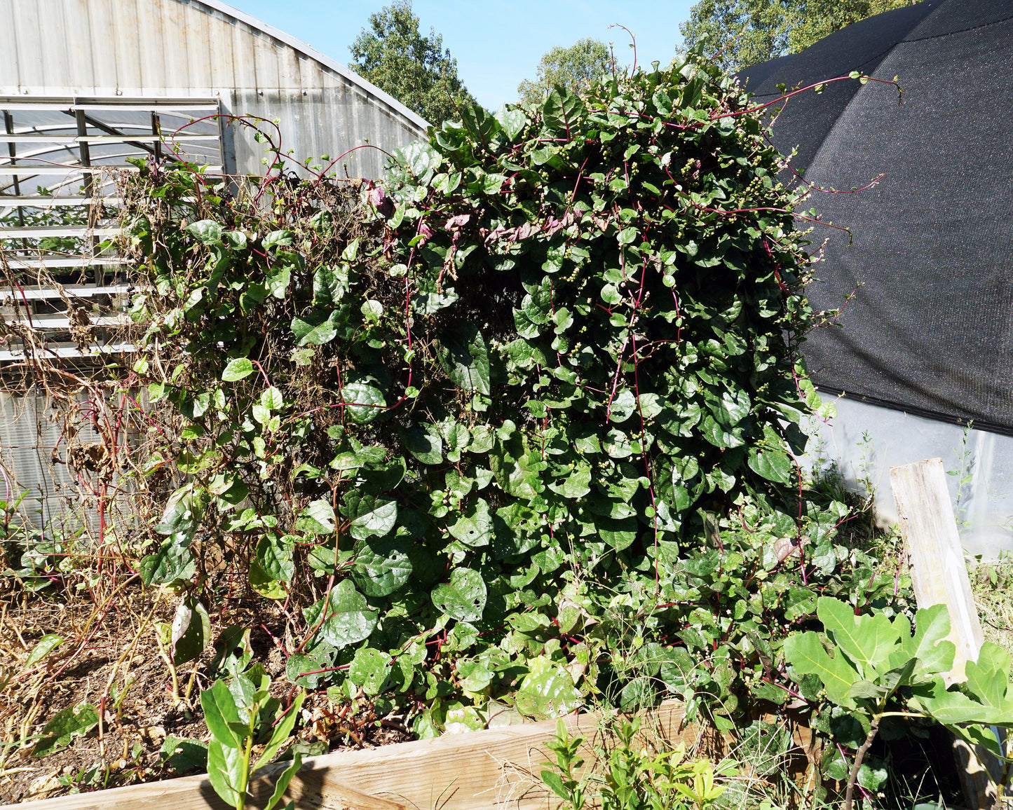 50 RED Stem MALABAR SPINACH Red Vine Ceylon Basella Alba Rubra Vegetable Seeds