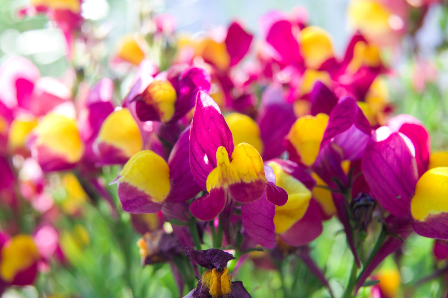 150 FLAMENCO LINARIA Reticulata Magenta Scarlet Red & Yellow Flower Seeds